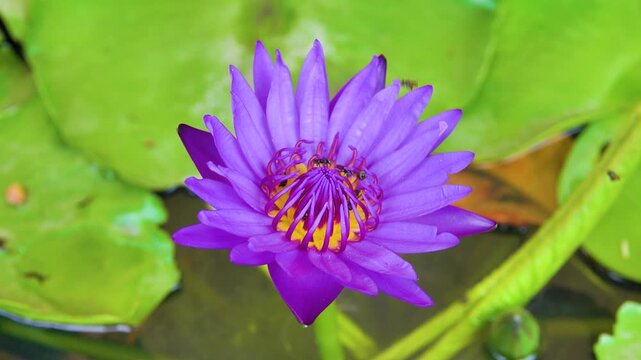 Lilly pad (Nymphaea nouchali). Water lilies and lotuses. Many small wild bees collect pollen. Thailand