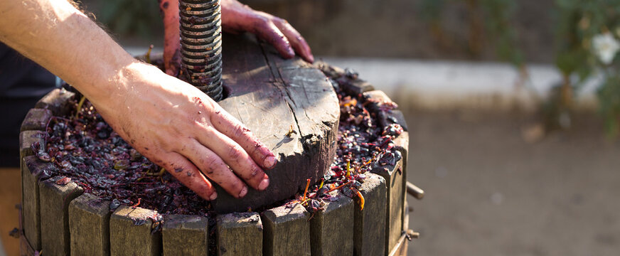Winepress with red must and helical screw. Winemaker's hands close up.
