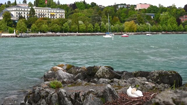 One Peaceful Mute Swan Nesting on Rocky Shore beside Lake Geneva with Sailboats. Zoom in.