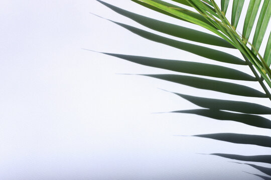 A shadow of palm leaves on a textured paper background