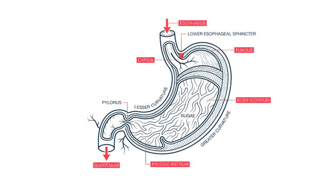 Human Stomach Anatomy Diagram - Medical Illustration