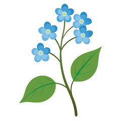 Fototapeta premium brunnera macrophylla flower isolated on white background