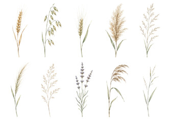 Obraz premium Watercolor collection of wild grass and cereal plant stems