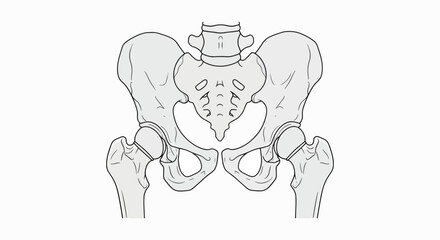 Fototapeta premium Detailed illustration of a human pelvis and hip bones in a neutral, anatomical position with a simple line drawing style on a white background.