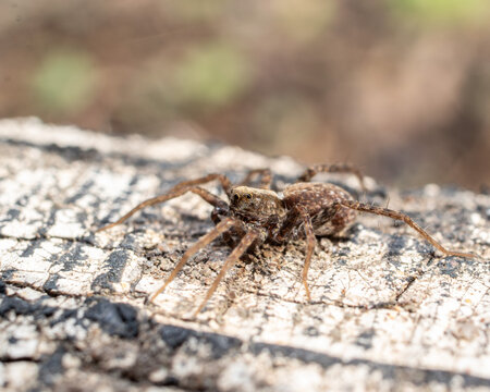 Wolf spider crawling on weathered wood texture macro