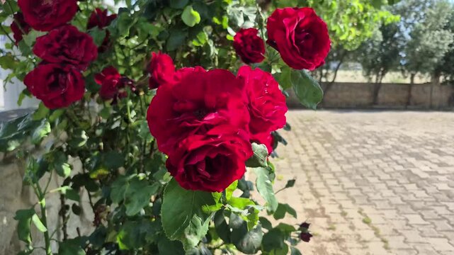 Beautiful deep red roses blooming on a bush in a garden swaying gently in the wind on a sunny day, close up outdoor video.