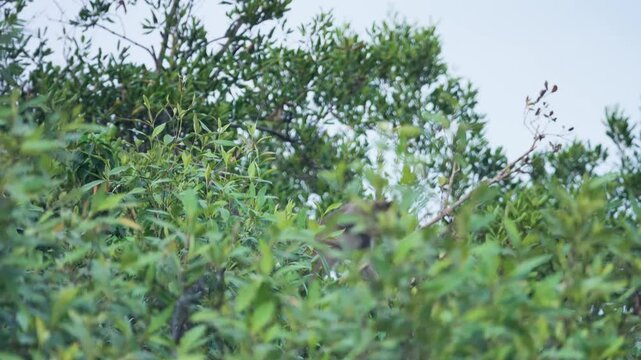 Its like Tonkin leaf monkey (Trachypithecus francoisi) Old World monkey with a sharp crest, herbivores and fruit-eaters. Thailand
