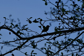 biird on a branch © Justyna
