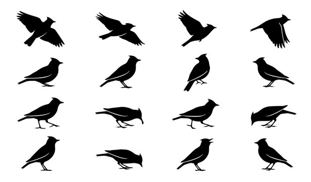 Lark bird silhouette collection with flying and perched songbird vector graphics isolated on white background