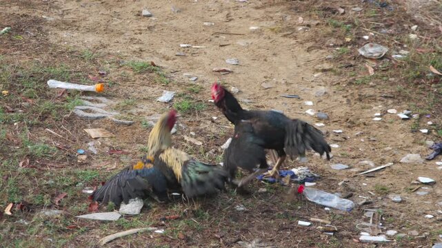 Two roosters fighting and pecking on dirty ground littered with trash outdoors during daytime, static medium angle shot