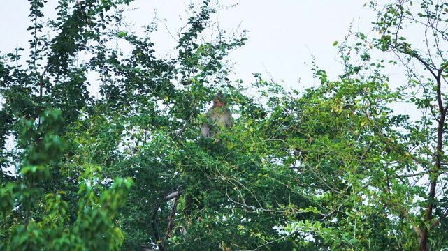 Its like Tonkin leaf monkey (Trachypithecus francoisi) Old World monkey with a sharp crest, herbivores and fruit-eaters. Thailand