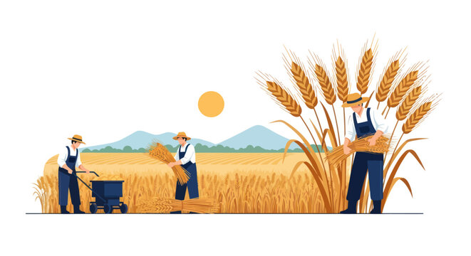 Farmers Harvesting Wheat in a Golden Field Vector Illustration