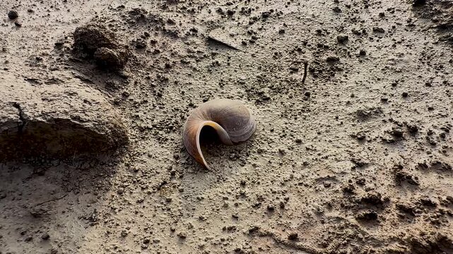 An empty apple snail shell resting upside down on the dry, textured mud of a riverbank