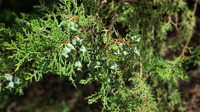 Branches of Platycladus orientalis or Chinese thuja coniferous tree, with immature seed cones and evergreen foliage.