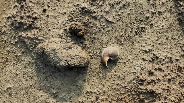 Top-down view of an empty apple snail shell on the dry, textured mud of a riverbank