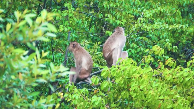 Its like Tonkin leaf monkey (Trachypithecus francoisi) Old World monkey with a sharp crest, herbivores and fruit-eaters. Thailand