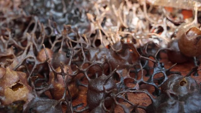 Hive of Heterotrigona itama, stingless bees. It features a highly organized, complex architecture engineered entirely in absolute darkness.