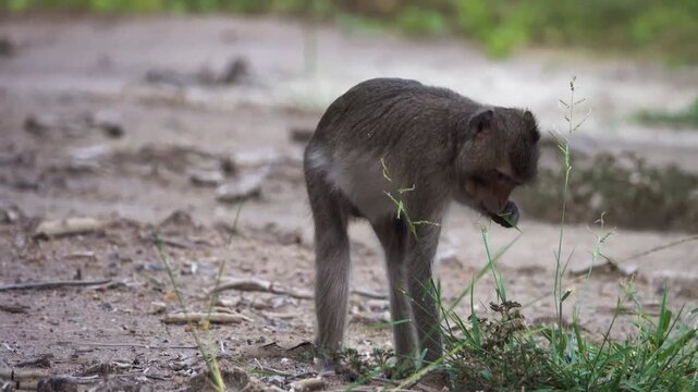 Its like Tonkin leaf monkey (Trachypithecus francoisi) Old World monkey with a sharp crest, herbivores and fruit-eaters. Thailand