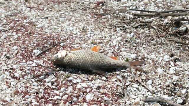 The fish thrown onto the shore greedily gulps the air