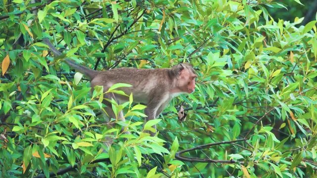 Its like Tonkin leaf monkey (Trachypithecus francoisi) Old World monkey with a sharp crest, herbivores and fruit-eaters. Thailand
