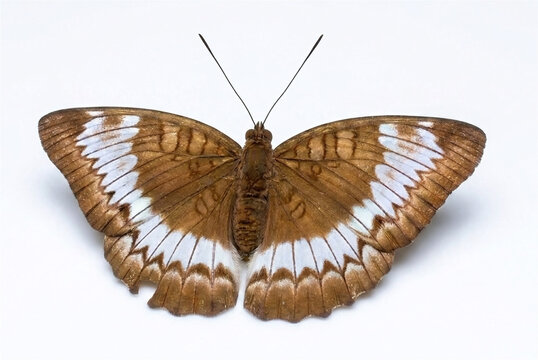 close-up macro, butterfly from the family Nymphalidae, species of the genus Tanaecia or Euthalia with wings open, top down view, has brown, white, black or dark brown color with a white background
