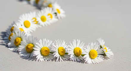 Obraz premium Daisies form a delicate chain on ground