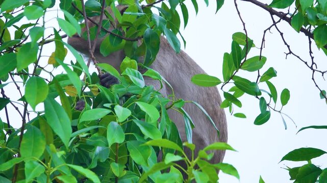 Its like Tonkin leaf monkey (Trachypithecus francoisi) Old World monkey with a sharp crest, herbivores and fruit-eaters. Thailand