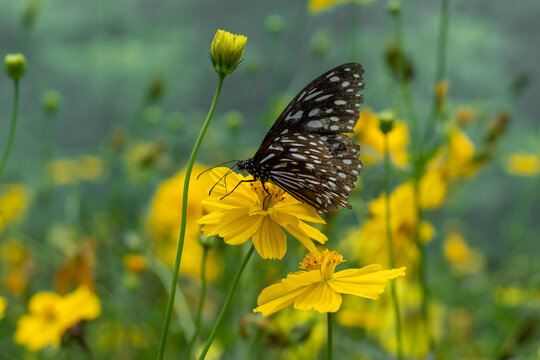 Close up of a beautiful Blue Tiger butterfly feeding on a vibrant yellow cosmos flower in a green garden.