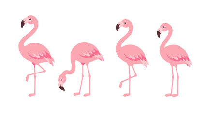 Fototapeta premium Set of pink flamingo cartoon birds in different poses