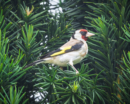 A Goldfinch perched in an evergreen Yew tree in the Dordogne region of France