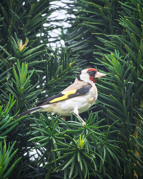 A Goldfinch perched in an evergreen Yew tree in the Dordogne region of France