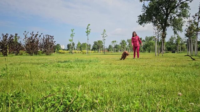 Dog Playing with Owner in Park. Happy red cocker spaniel