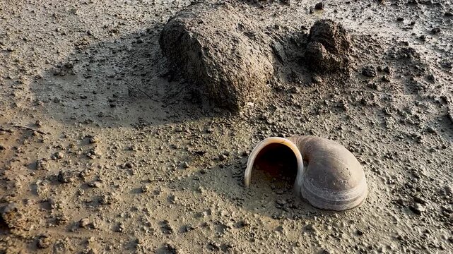 Empty apple snail shell resting on the dry, muddy ground of a riverbank