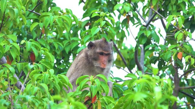 Its like Tonkin leaf monkey (Trachypithecus francoisi) Old World monkey with a sharp crest, herbivores and fruit-eaters. Thailand