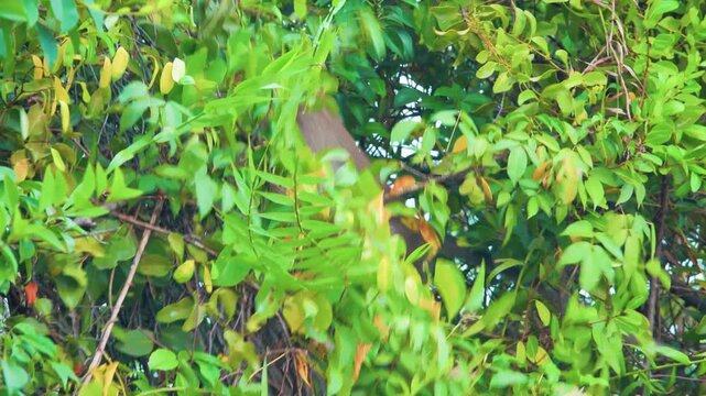 Its like Tonkin leaf monkey (Trachypithecus francoisi) Old World monkey with a sharp crest, herbivores and fruit-eaters. Thailand