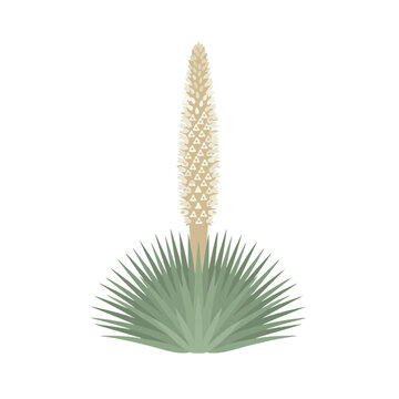 Ultra Flat Towering Spiked Rosette Puya Raimondii Vector