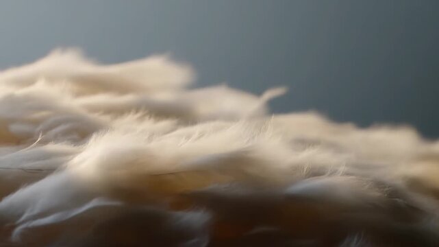Gentle breeze blowing soft white feathers in slow motion
