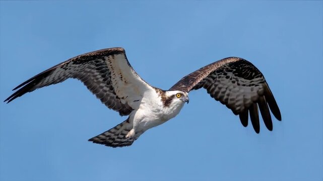 A raptor with brown and white plumage soars against a clear blue sky