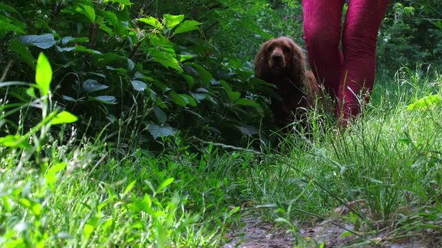 Red English cocker spaniel walking on path with owner in green park outdoors
