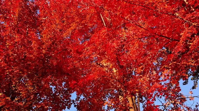 Passing under maple trees with colorful autumn leaves blowing in a gentle breeze.