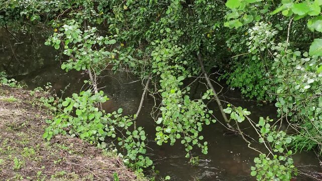 Wild stream through forest - summer green