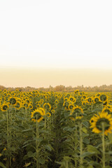 Obraz premium sunflower field in summer