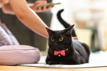 黒猫 © F.N