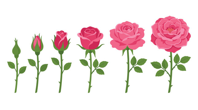 A series of six sequential illustrations demonstrating the growth process of a pink rose from a small closed bud to a fully unfolded vibrant flower bloom.