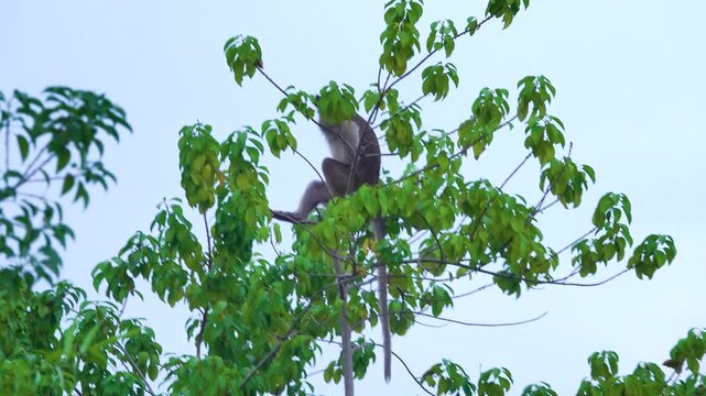 Its like Tonkin leaf monkey (Trachypithecus francoisi) Old World monkey with a sharp crest, herbivores and fruit-eaters. Thailand