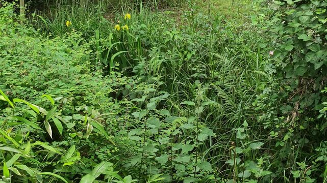 overgrown stream through forest - summer green