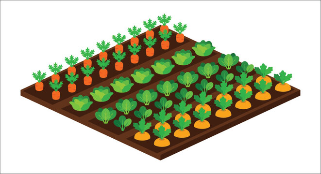 Isometric Vegetable Garden With Carrots And Lettuce Vector Illustration