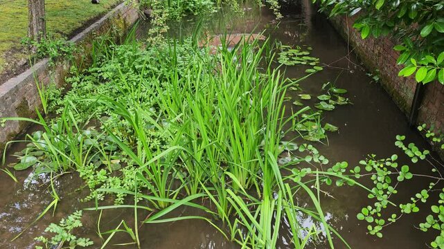stream through foreset - summer green