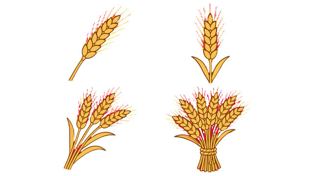 Set of hand drawn wheat ears and sheaf vector illustrations