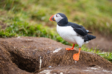 Fototapeta premium Island (2026-05)